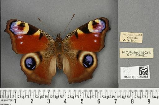 Inachis io ab. teloides Reuss, 1910 - BMNHE_1060866_21384