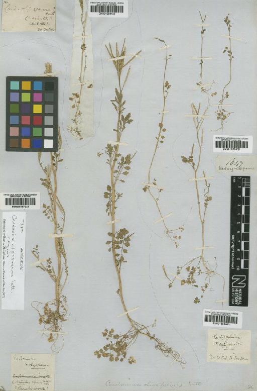 Cardamine oligosperma Nutt - BM001024438