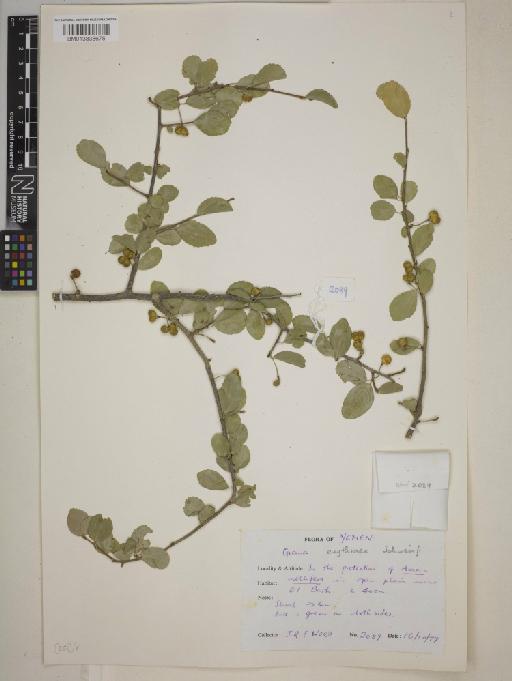 Grewia erythraea - BM013838675