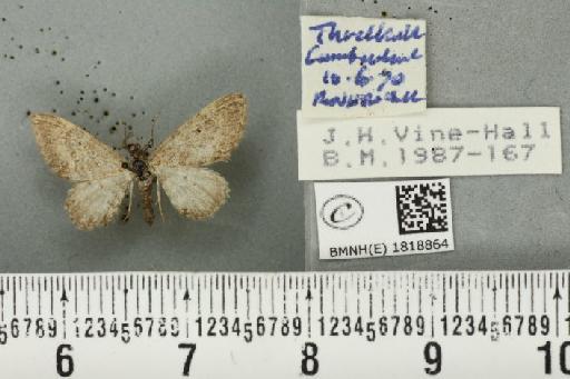 Eupithecia satyrata satyrata (Hübner, 1813) - BMNHE_1818864_389331