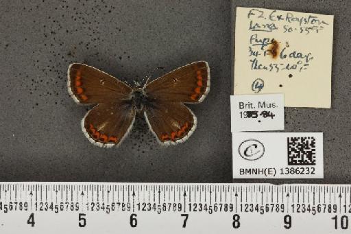 Aricia agestis x artaxerxes - BMNHE_1386232_184725