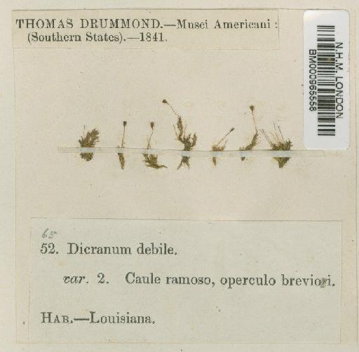 Dicranella hilariana (Mont.) Mitt. - BM000965558