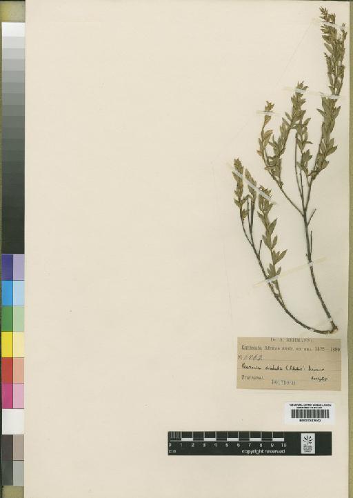 Pearsonia aristata (Schinz) Dümmer - BM000843642