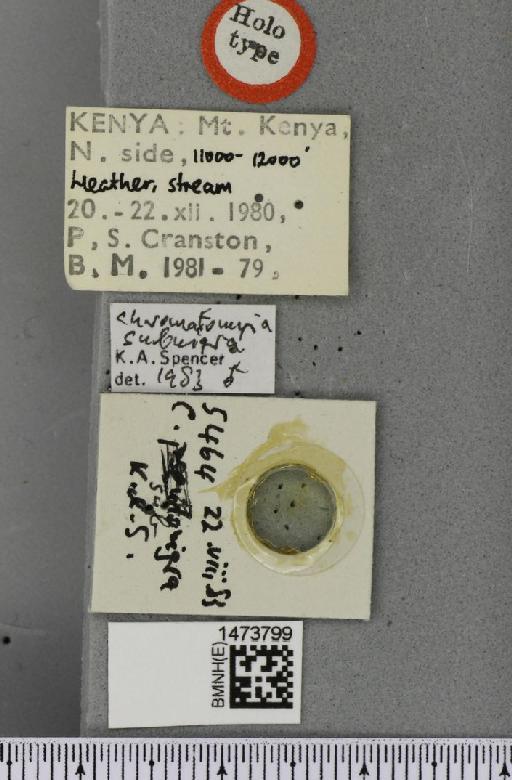 Chromatomyia subnigra Spencer, 1985 - BMNHE_1473799_label_48967