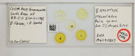 Hexacladia fala Noyes, 2010 - 010178959_Hexacladia_fala_HT F_slide labels