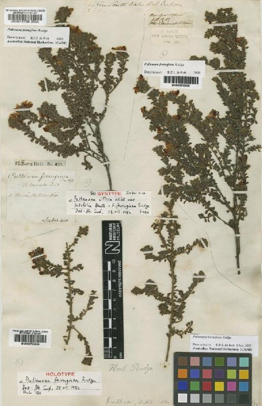 Pultenaea ferruginea Rudge - BM000544769