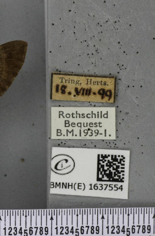 Macroglossum stellatarum (Linnaeus, 1758) - BMNHE_1637554_label_206241
