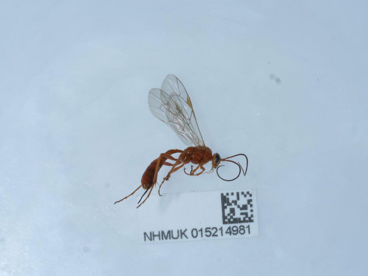 Netelia dilatata
