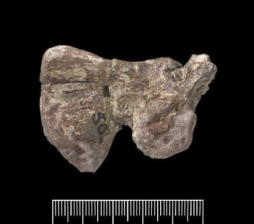 Nyasasaurus parringtoni Nesbitt et al, 2013 - R6856-R6856-sacral-rib-1-anterior