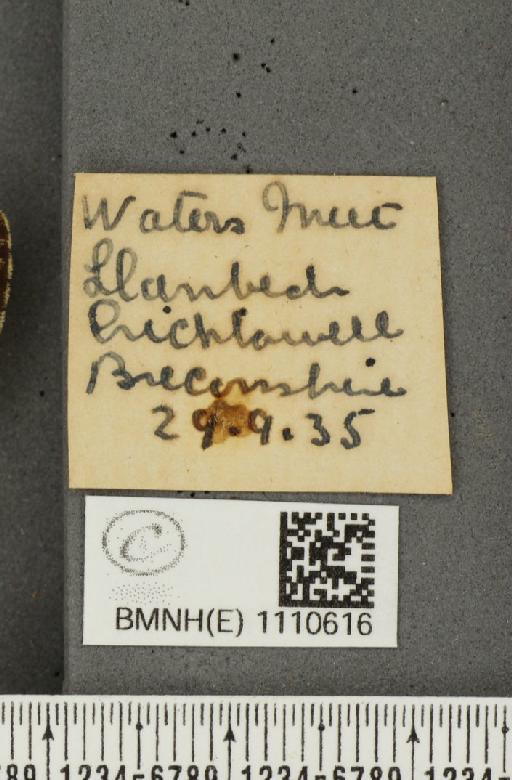 Euphydryas aurinia (Rottemburg, 1775) - BMNHE_1110616_label_52205