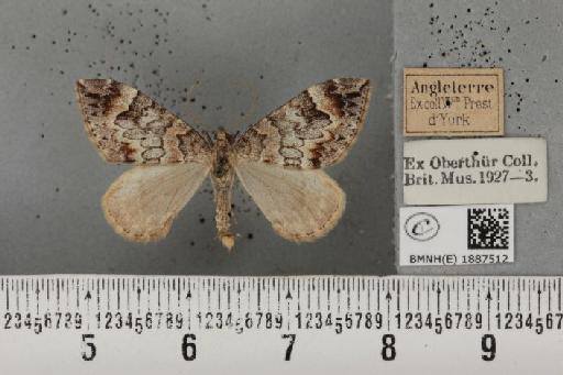 Dysstroma citrata citrata (Linnaeus, 1761) - BMNHE_1887512_435705