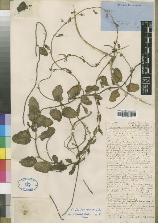 Ceropegia multiflora subsp. tentaculata (N.E.Br.) J.A.Huber - BM000930070