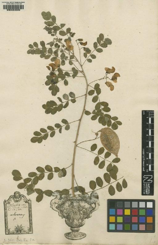 Colutea arborescens L. - BM000646649