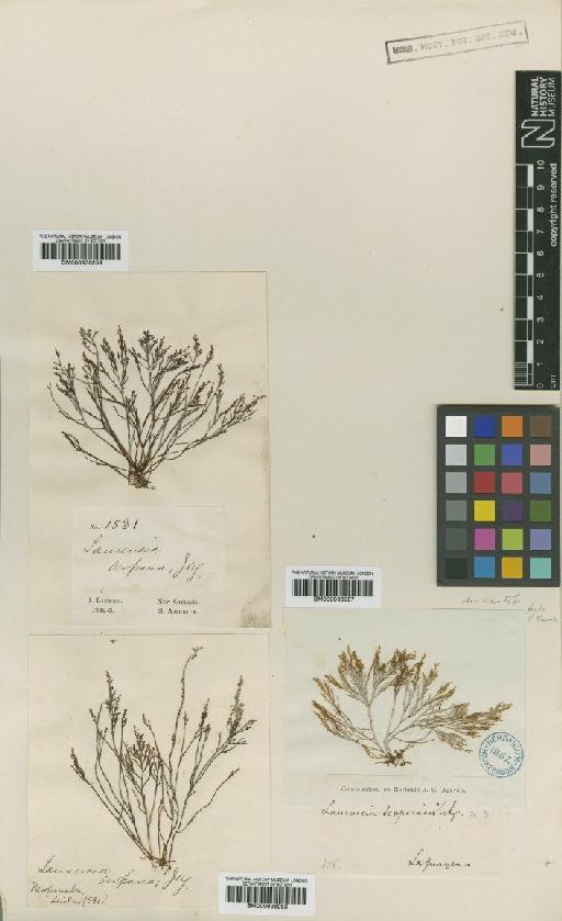 Laurencia scoparia Agardh - BM000936259