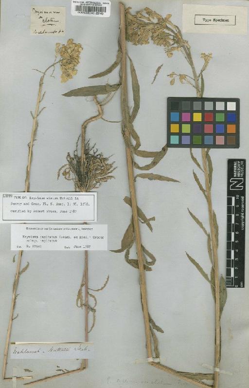 Erysimum capitatum subsp. capitatum Greene - BM000522245