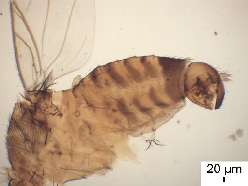 Spiniphora conspicua Colyer, 1955 - Spiniphora conspicua PT abdomen