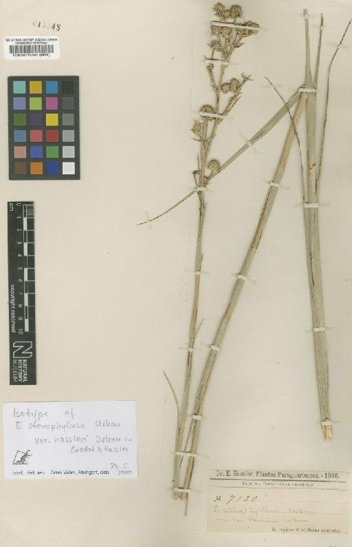 Eryngium stenophyllum Urb. - BM000504060