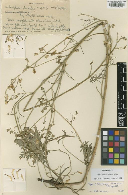 Delphinium williamsii Munz - BM000521592
