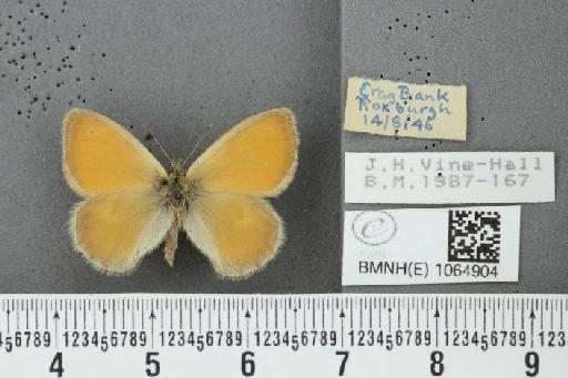 Coenonympha pamphilus (Linnaeus, 1758) - BMNHE_1064904_26168