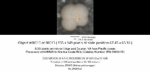 Neogloboquadrina dutertrei (d'Orbigny) - ZF6415-Globoquadrina-eggeri_obj00010_plane000.jpg