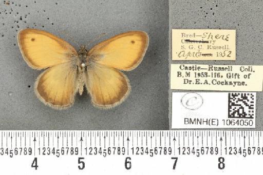 Coenonympha pamphilus ab. semimarginata Rebel, 1924 - BMNHE_1064050_25311