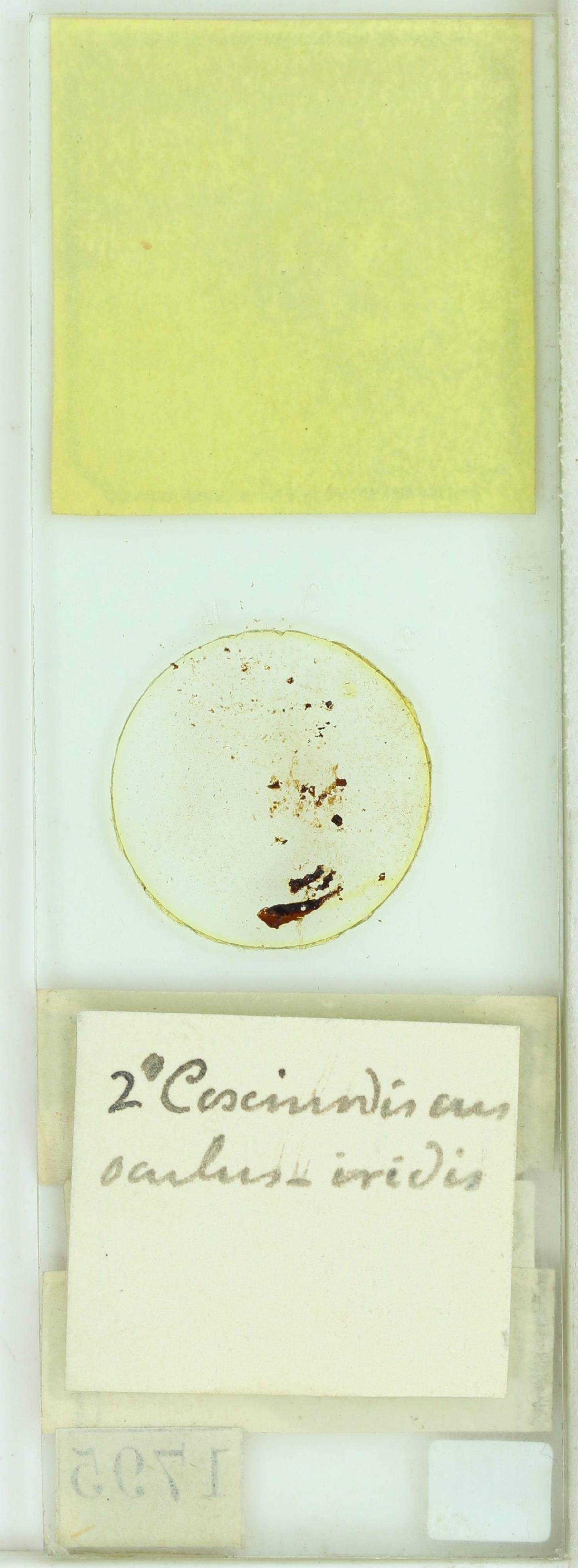 To NHMUK collection (Plagiogramma californicum Grev.; NHMUK:ecatalogue:4734655)