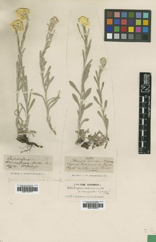 Helichrysum arenarium (L.) Moench - BM001025774