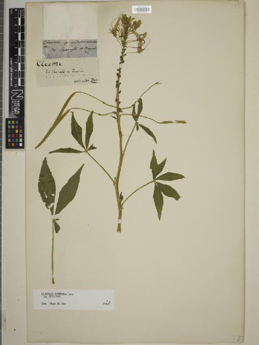 Cleome spinosa subsp. spinosa - BM010760546