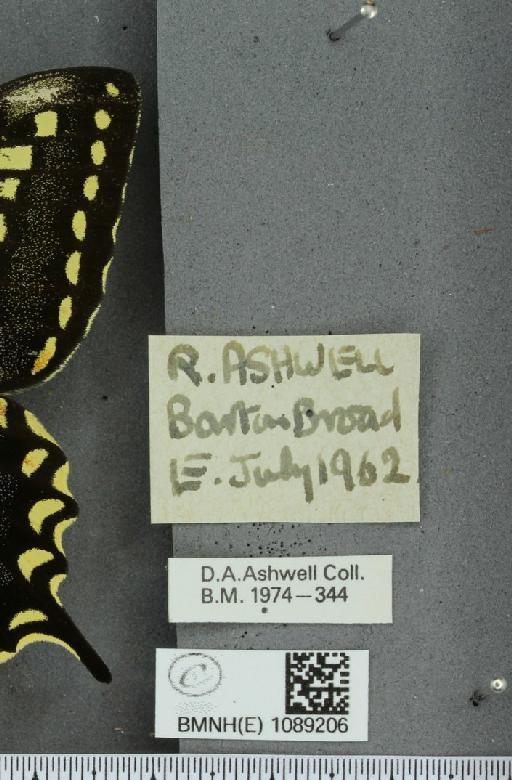 Papilio machaon britannicus Seitz, 1907 - BMNHE_1089206_label_64006