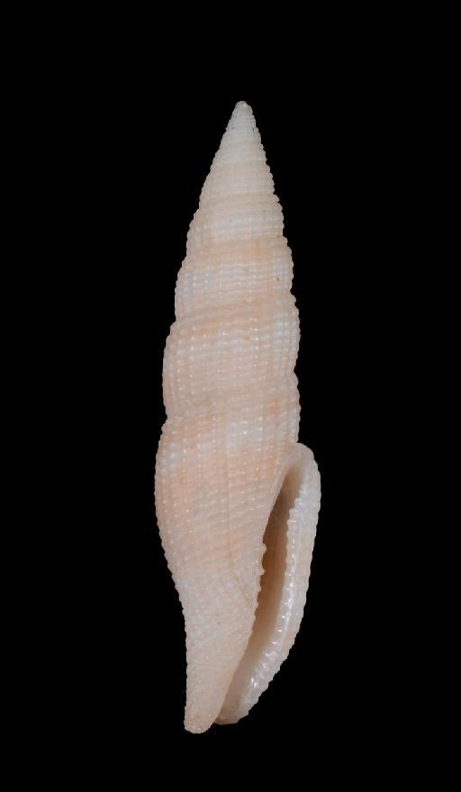 Mitra angustata Sowerby, 1874 - 1888.1.9.86-87