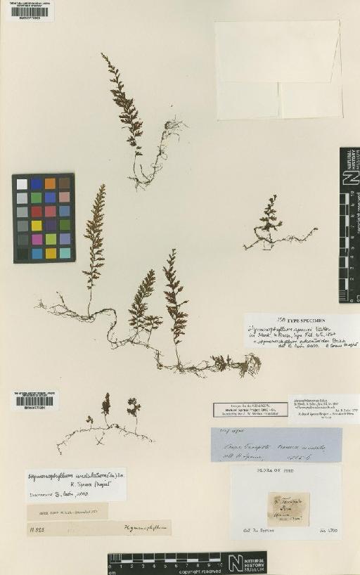Hymenophyllum adiantoides Bosch - BM000776995