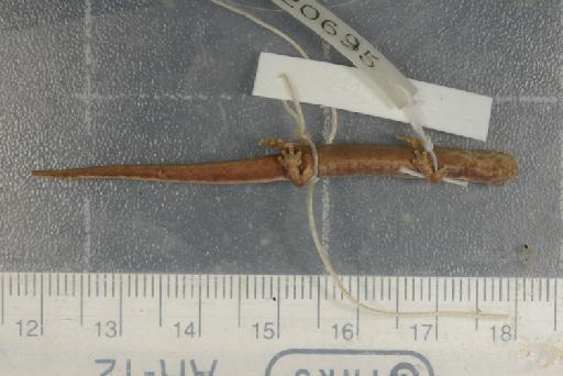 Chiropterotriton bromeliacea - Image of specimen 1946.9.6.38