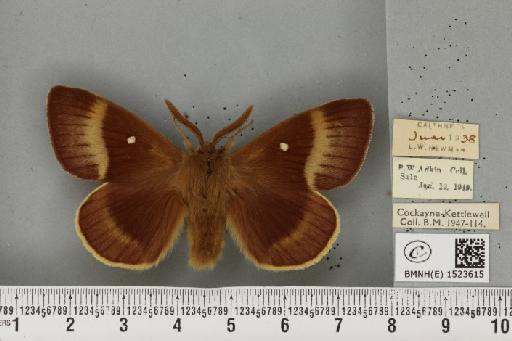 Lasiocampa quercus callunae ab. olivaceofasciata Cockerell, 1889 - BMNHE_1523615_193449