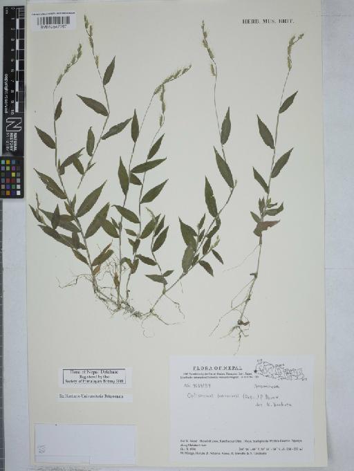 Oplismenus burmanni (Retz.) P.Beauv. - 012547767