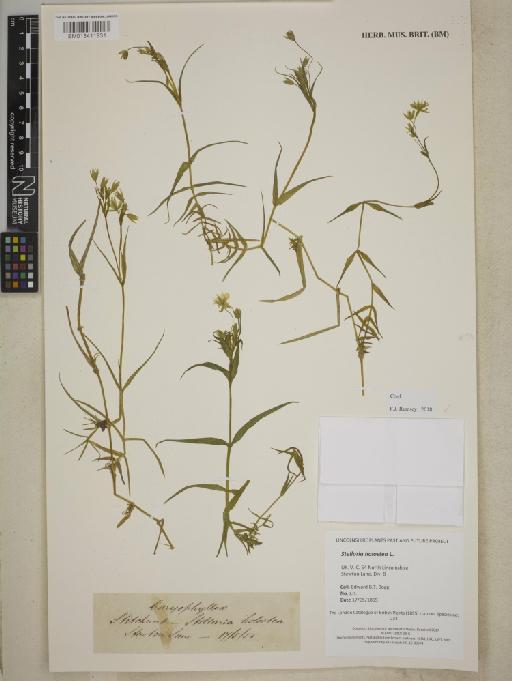 Stellaria holostea L. - BM013411931