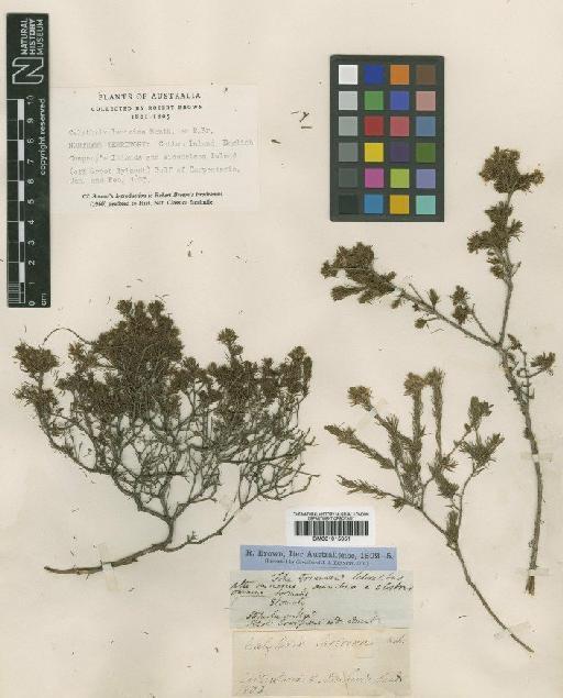 Calytrix brachychaeta (F.Muell.) Benth. - BM001015051