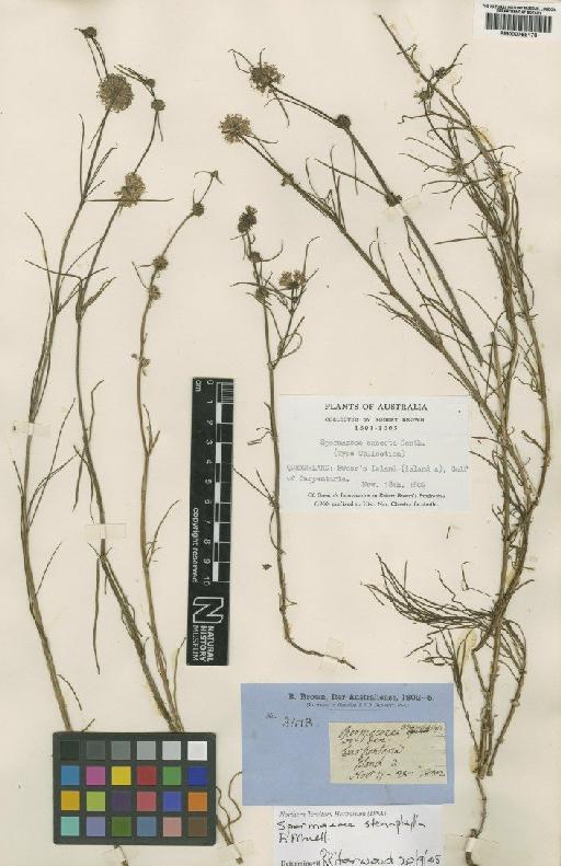 Spermacoce stenophylla F.Muell. - BM000758170