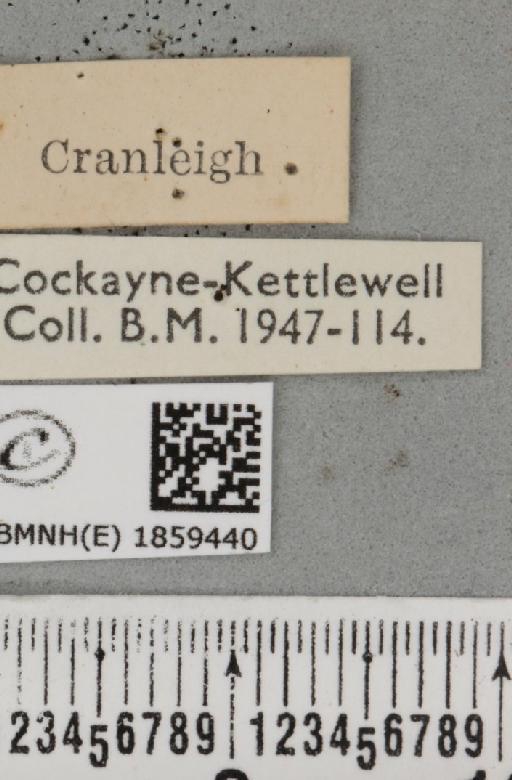Pseudopanthera macularia ab. radiata-interrupta Loritz, 1947 - BMNHE_1859440_label_430070