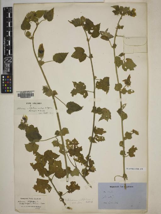 Hibiscus vitifolius subsp. vulgaris Brenan & Exell - 000645503