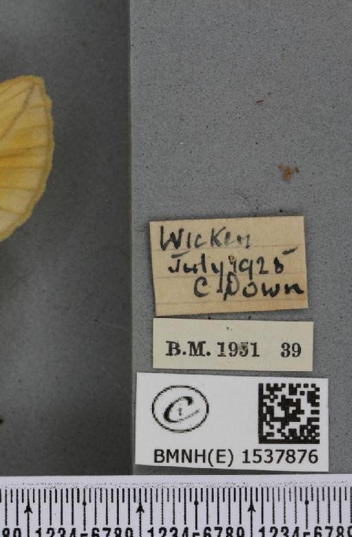 Euthrix potatoria ab. inversa Caradja, 1895 - BMNHE_1537876_label_198056