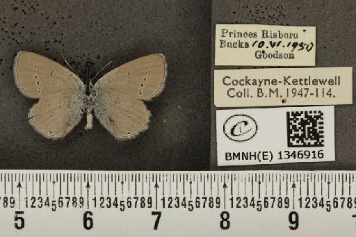 Cupido minimus ab. semiobsoleta Tutt, 1908 - BMNHE_1346916_150664