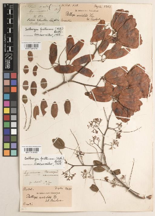 Dalbergia frutescens (Vell.) Britton - BM013406459