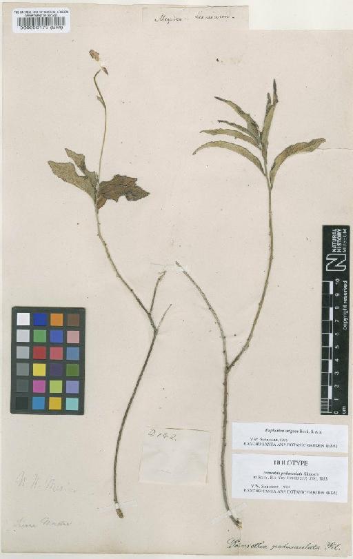 Euphorbia strigosa Hook. & Arn. - BM000080173