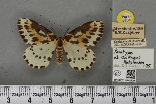 Abraxas grossulariata ab. cockayni Hutchinson, 1974 - BMNHE_1849330_414247