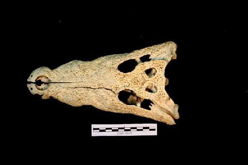 Crocodylus niloticus - ED_C_niloticus_1904.9.9.1(cran)