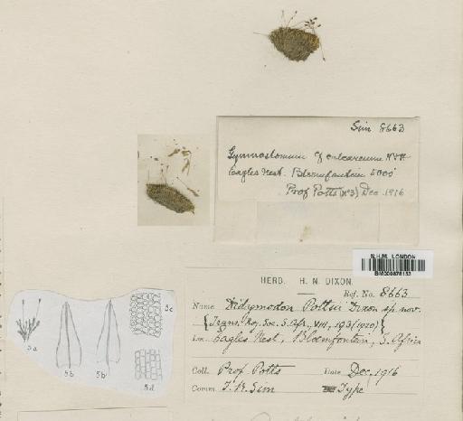 Gymnostomum pottsii (Dixon) Sim - BM000878133