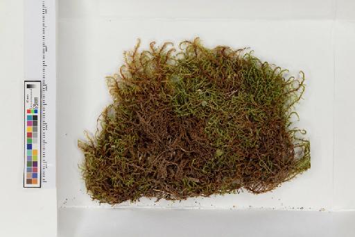 Sarmentypnum exannulatum (Schimp.) Hedenas - 013779669_a