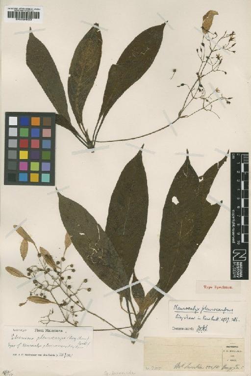 Steensia pleurocarpa (Airy Shaw) Bakh.f. - BM000945090