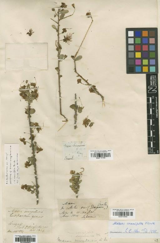 Maerua crassifolia Forssk. - BM001124401