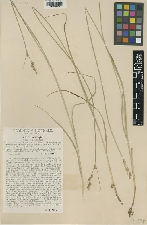 Carex × crepini Torges - BM000792928